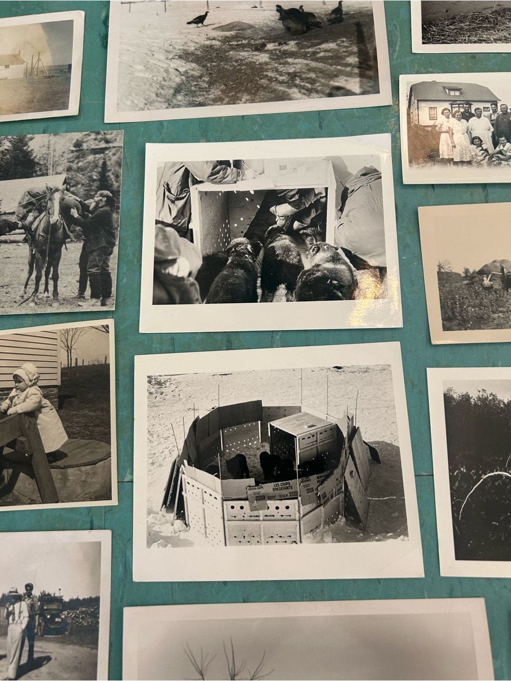 46 black white vintage farm photos animals farmers 1920’s - 1940’s ephemera - Picture 9 of 13